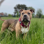 leads on American Bulldogs