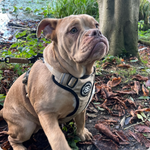 harnesses on American Bulldogs