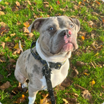 collars on American Bulldogs