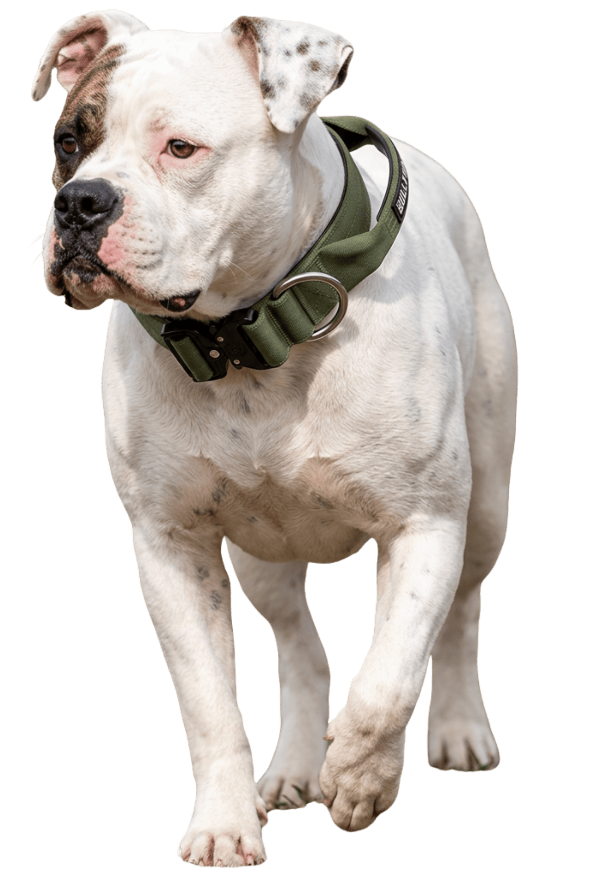 photo of American Bulldogs