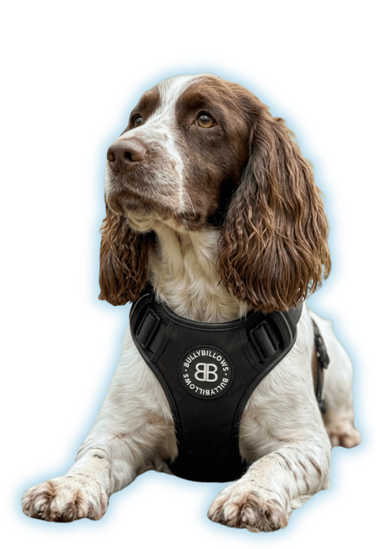 photo of Cocker Spaniels