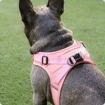 harnesses on Frenchies