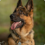 leads on German Shepherds