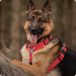 collars on German Shepherds