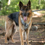 harnesses on German Shepherds