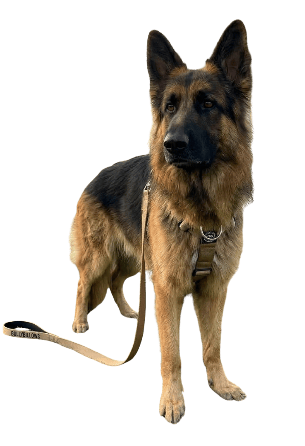 photo of German Shepherds