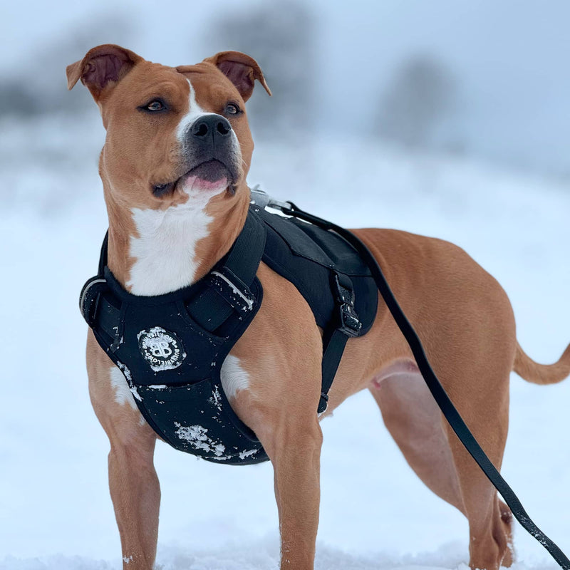 Weight & Fitness Premium Harness | Health Enhancement - x5 Pockets - Black