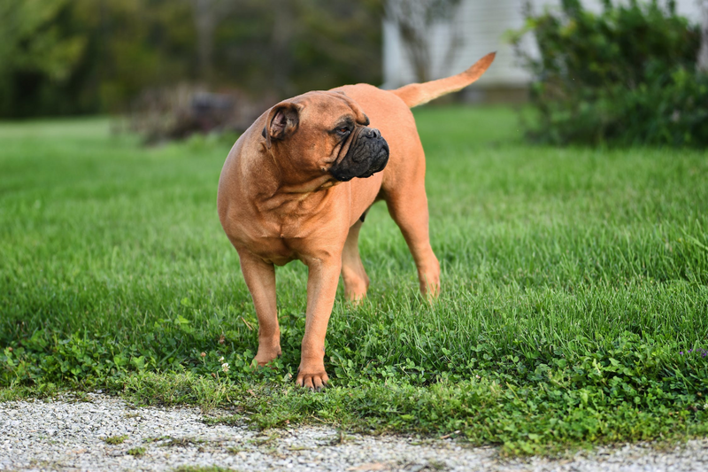 5 Reasons Why Dogs Chase Their Tails