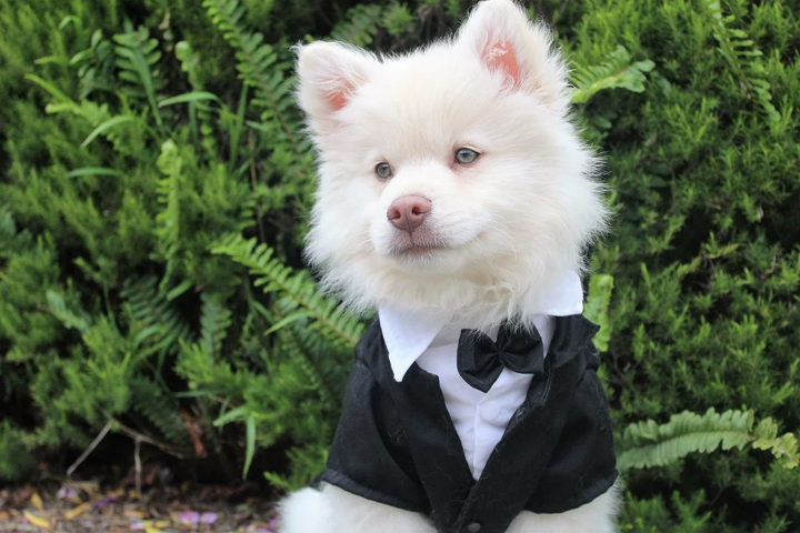 5 Effective Tips to Raise a Smart Dog