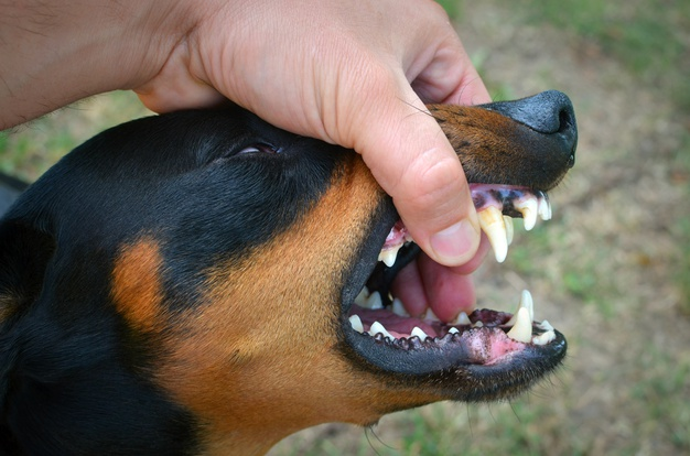 Top 5 Tips to Stop Dog from Biting