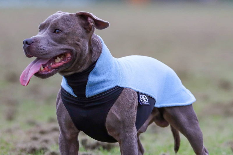 Top 3 Reasons to Invest in a Premium-Quality Dog Fleece