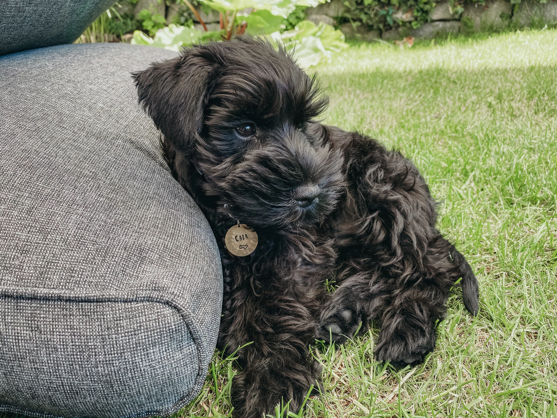How to Choose a Perfect Dog Name?