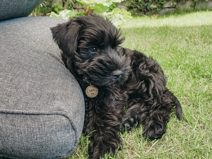 How to Choose a Perfect Dog Name?