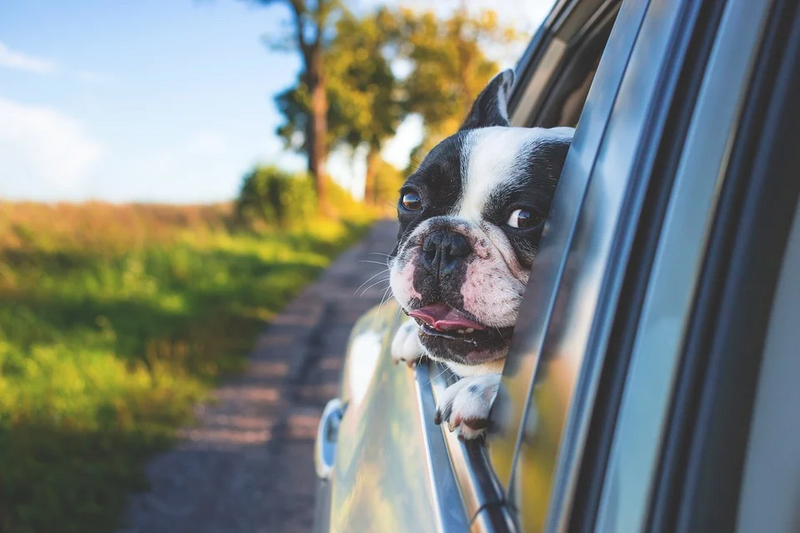 Driving with Dogs - Tips to Keep Your Car Clean and Odour-Free!