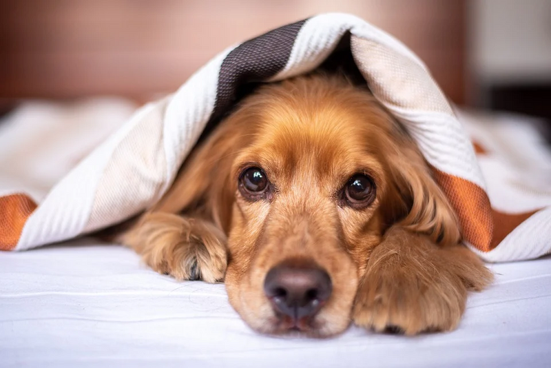 Five Practical Ways to Care for Your Sick Dog