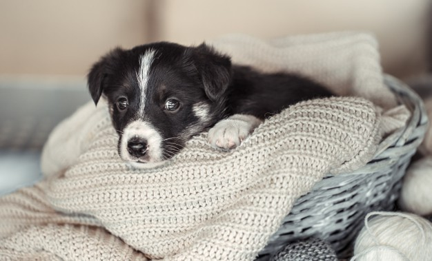 5 Signs Your Dog Is Depressed And What To Do