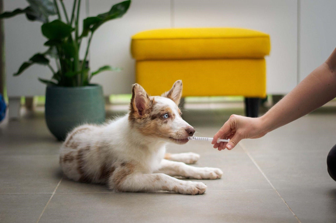 Bug Bites on Dogs - What You Need to Know?