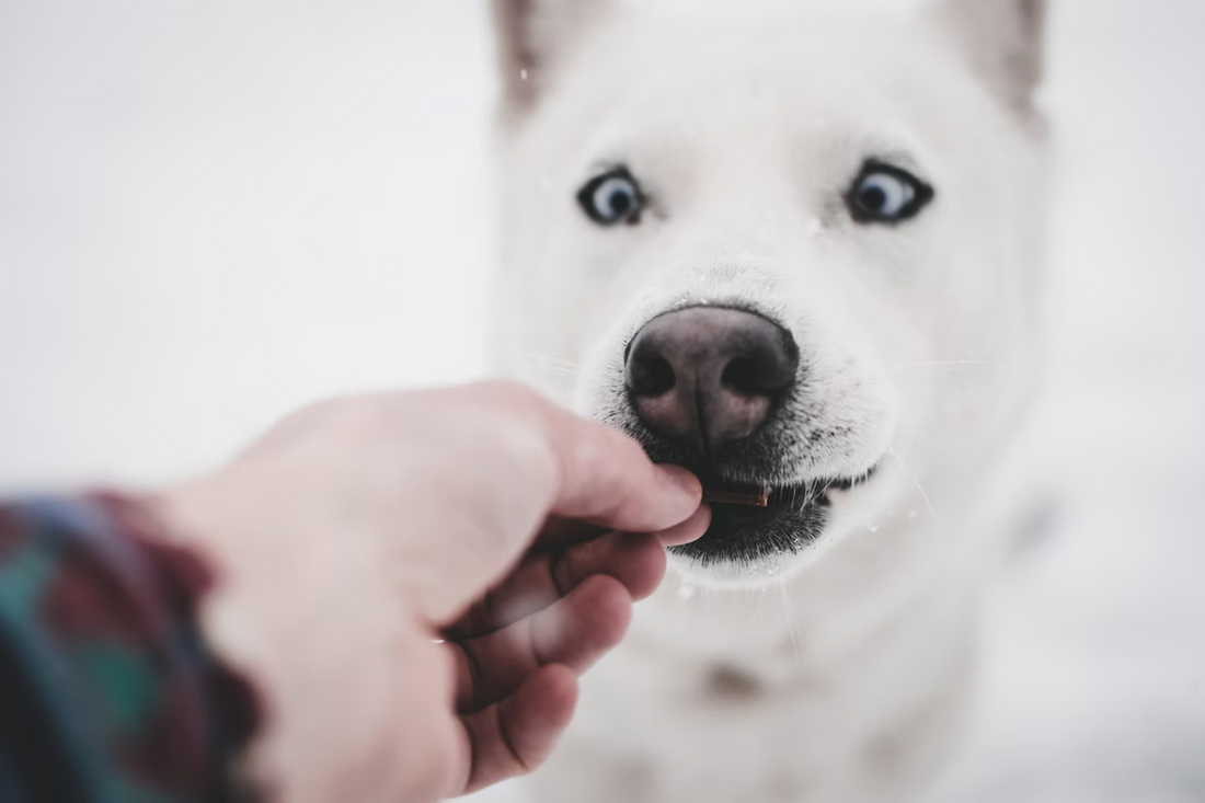 4 Homemade Dog Recipes You Need to Try This Season