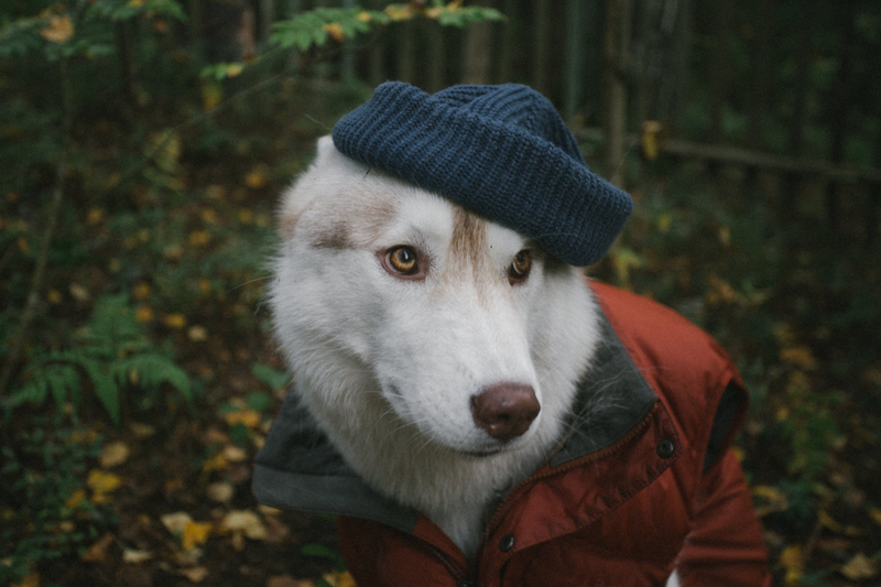 5 Smart Ways to Protect Your Dog in Winters