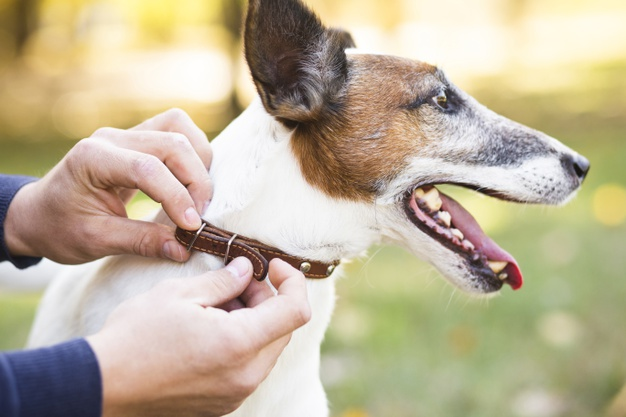 Buying a Dog Collar for the First Time? Here’s What You Need to Know