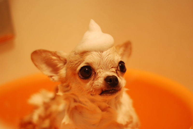 5 Dog Grooming Tips You Should Know