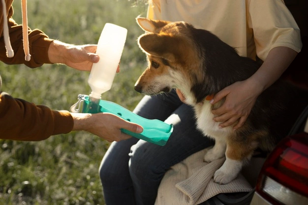 Everything You Need to Know About Dehydration in Dogs