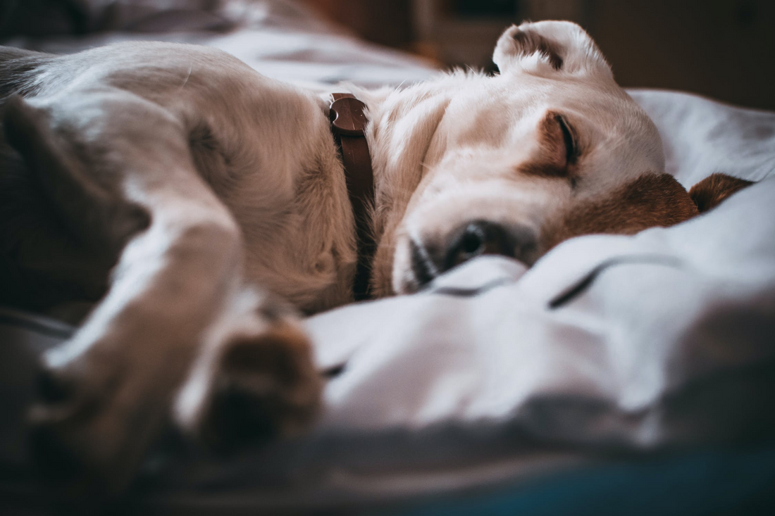 5 Signs That Your Dog Needs to Go to The Vet