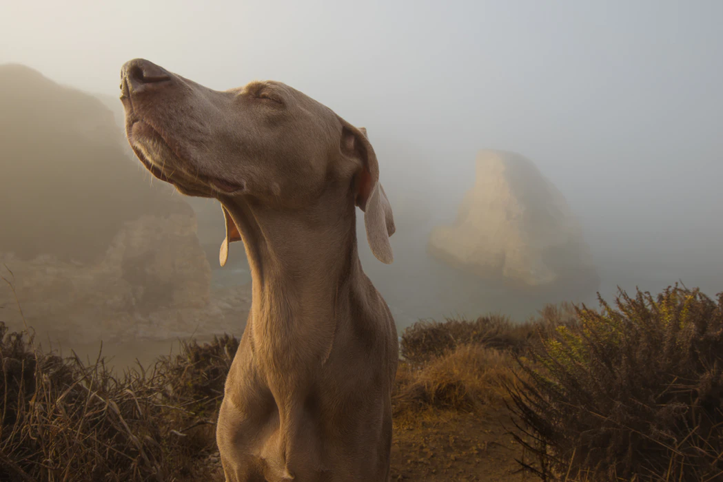 9 Strange Dog Behaviours and What They Mean