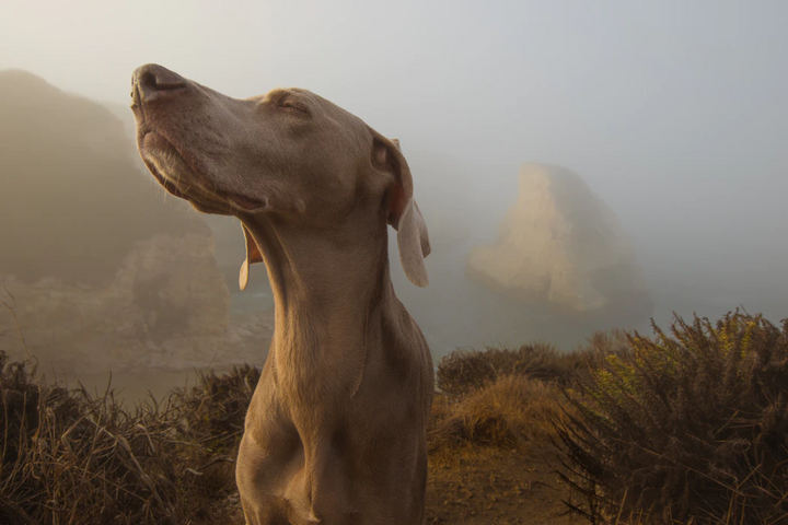 9 Strange Dog Behaviours and What They Mean