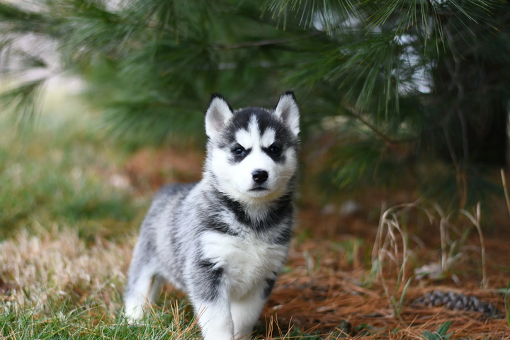 How to Train Stubborn Dogs?