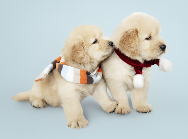 How to Care for Dogs in Winters?