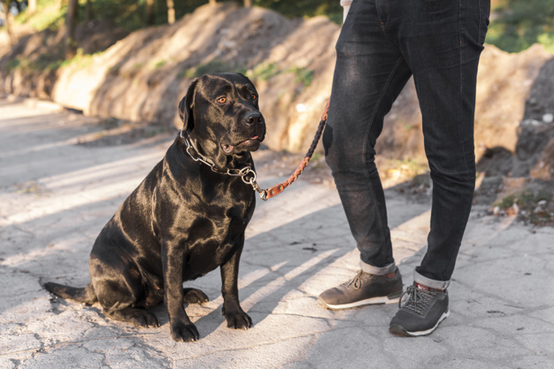 3 Possible Reasons Why Your Dog Hates Their Harness