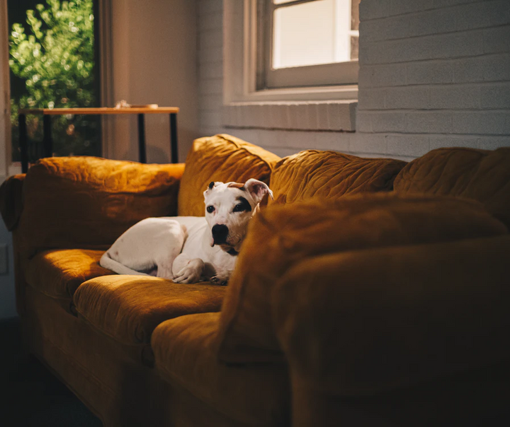 How to Train Your Dog to Be Alone at Home?