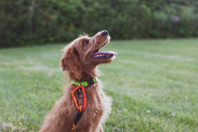 Tips to Find a Comfortable Dog Collar