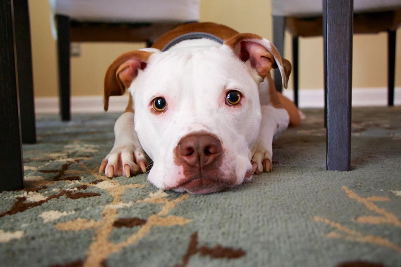 Lazy doggy? Here's how to unveil their playful spirit!