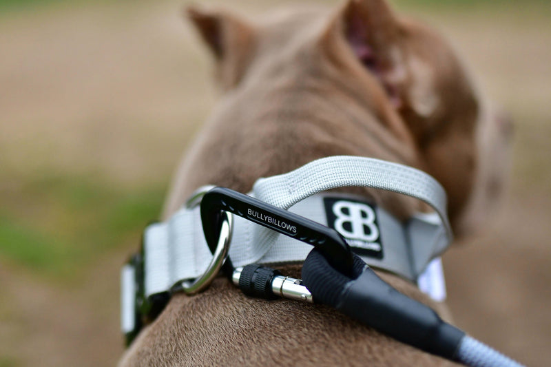 Nine Common Types of Dog Collars