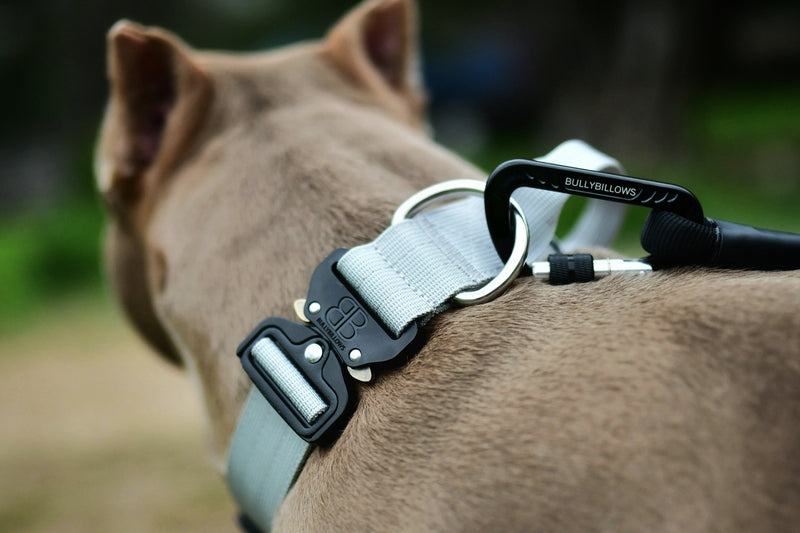 Indoor Games to Play With Your Dogs - Part 1