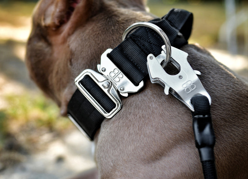 What is the Importance of a Dog Collar? BullyBillows Europe