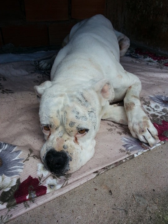 5 Simple Yet Effective Remedies for Your Dog's Skin Infections