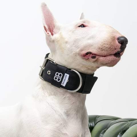 Indoor Games to Play With Your Dogs - Part 2