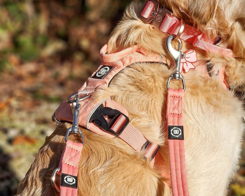 Finding the Right Lead for Your Training Style: A Guide by BullyBillows