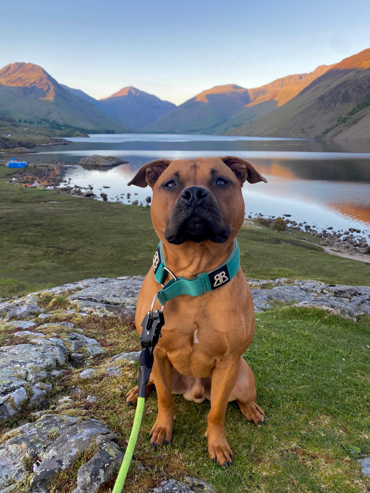 Dog Hiking & Travel Gear: Built for the Wild 🏕️