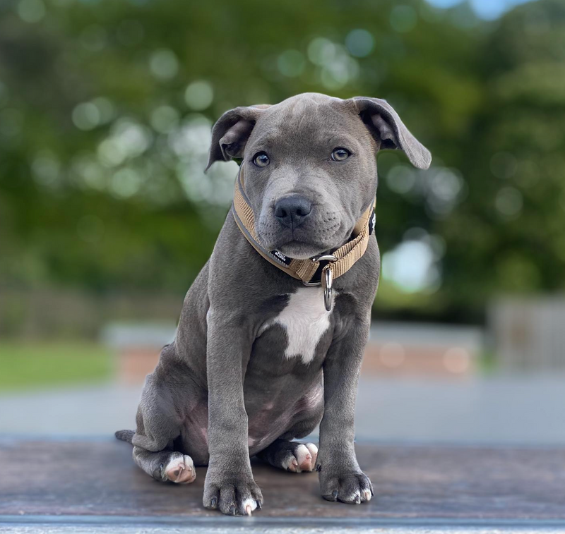 Dog Collar Buying Guide: Everything You Need to Know