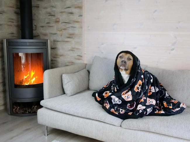How to Have the Ultimate Spooky Movie Night with Your Dog