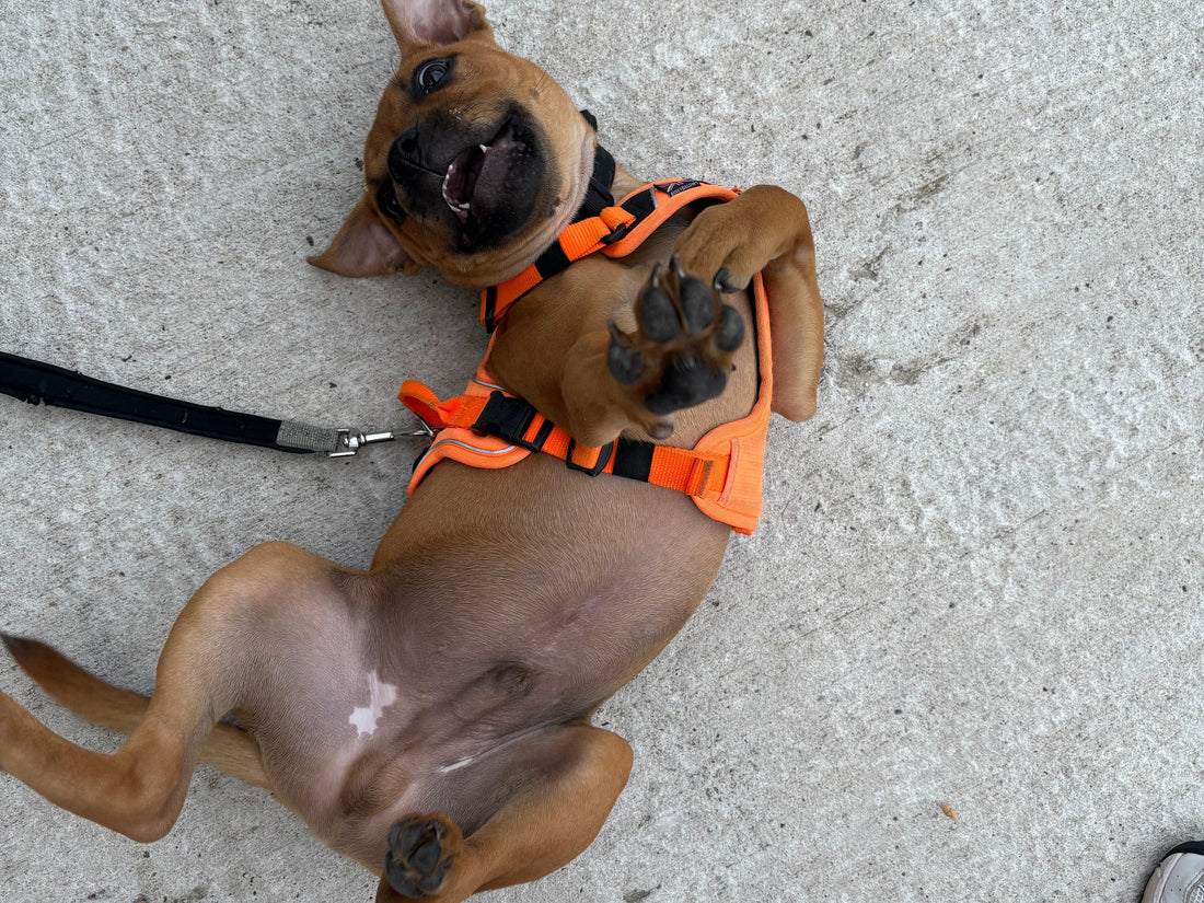 Understanding Your Dog’s Body Language During Routine Changes