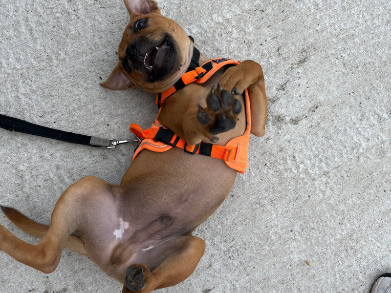 Understanding Your Dog’s Body Language During Routine Changes