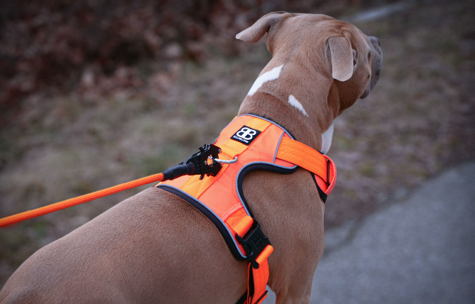 The Complete Guide to Buying a Dog Lead