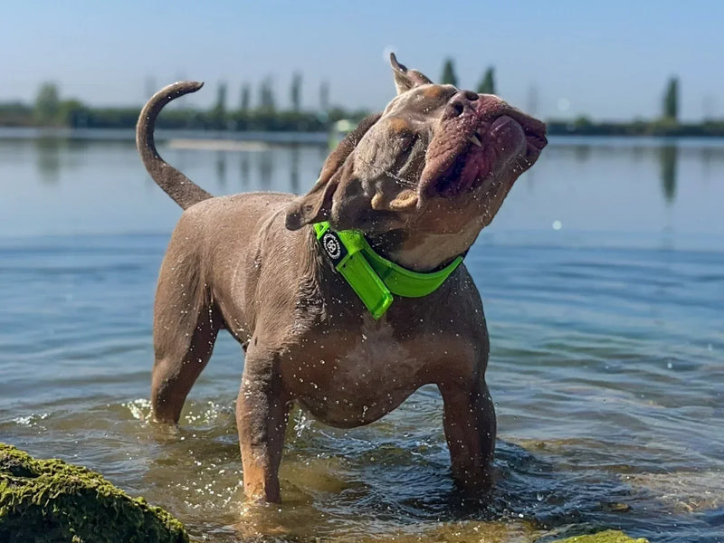 Why Dogs Love Water Play & How to Make it Safe and Fun