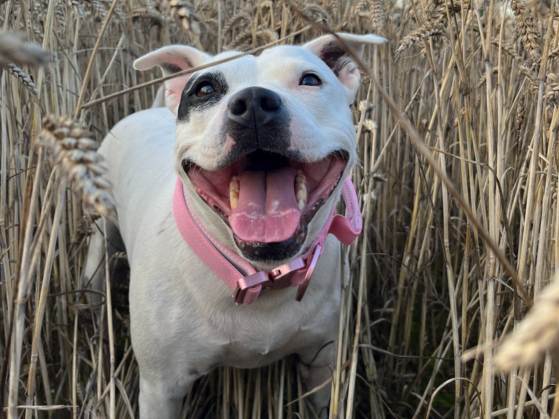 Why Your Dog Ignores Commands and How to Fix It