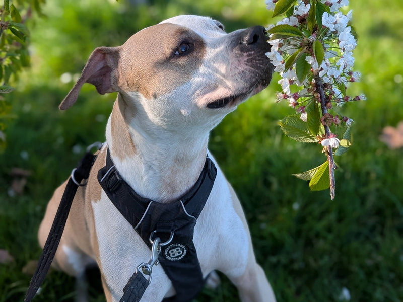 What’s Best for You and Your Dog: Collar, Harness or Both?